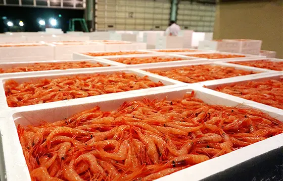 金沢港の甘えび