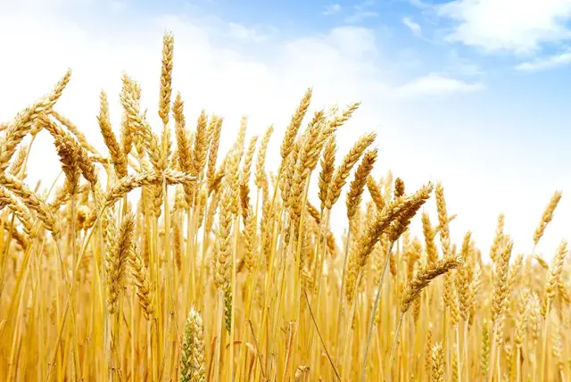 国産小麦